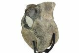 Hadrosaur (Hypacrosaurus) Vertebra with Stand - Montana #353435-2